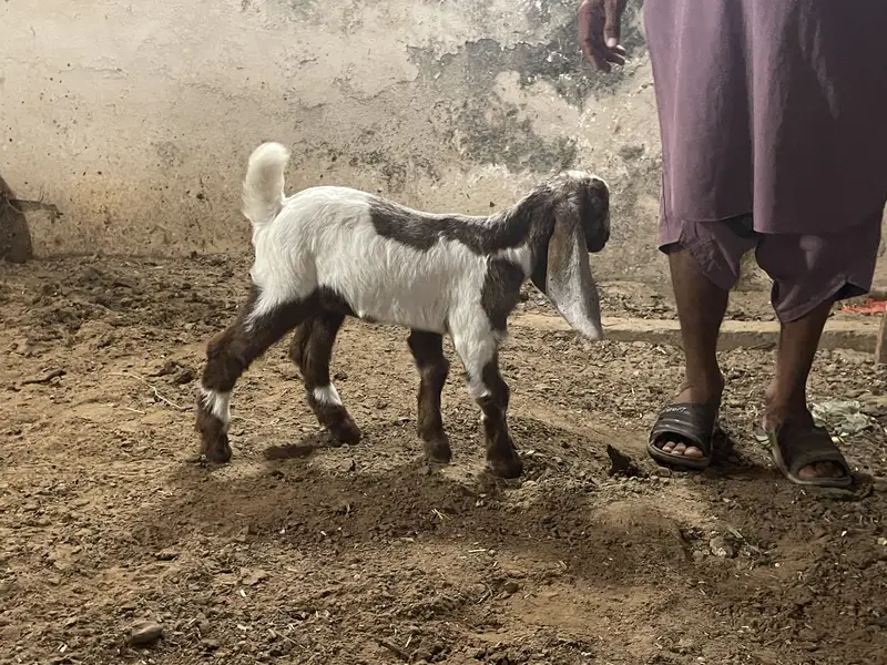 Goat baby — photo 7