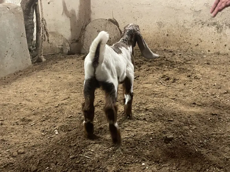 Goat baby — photo 8