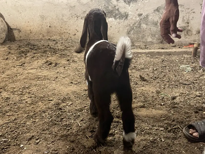 Goat baby — photo 9