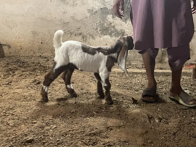 Goat baby — photo 10