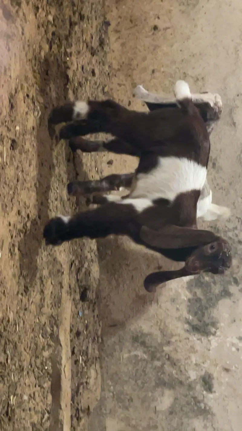 Goat baby — photo 11