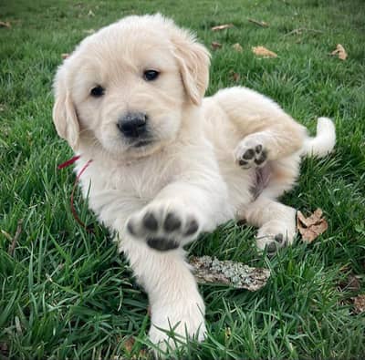 Golden retriever puppies  available for sale