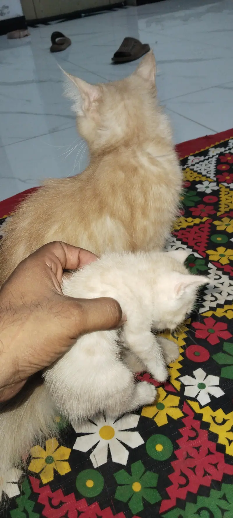beautiful kitten — photo 2