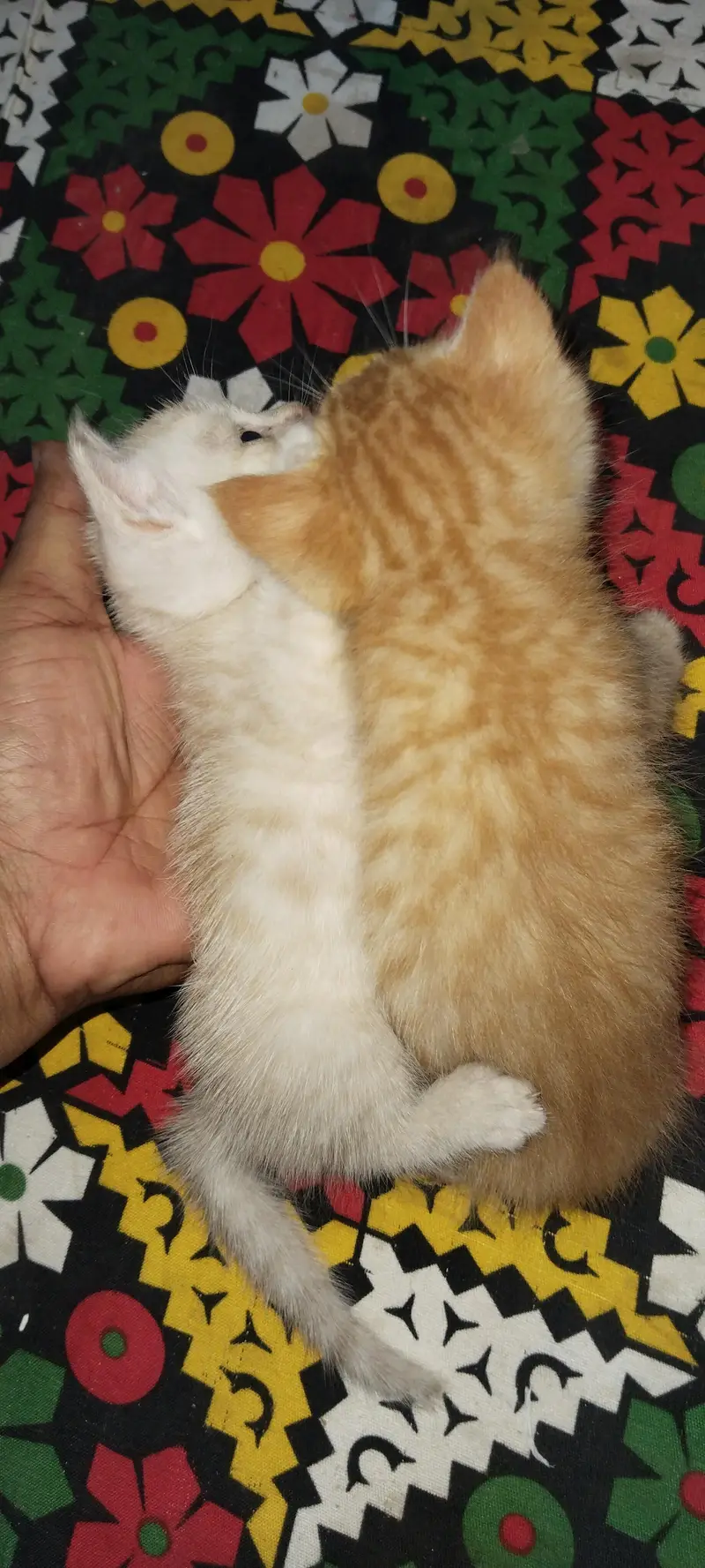 beautiful kitten — photo 3