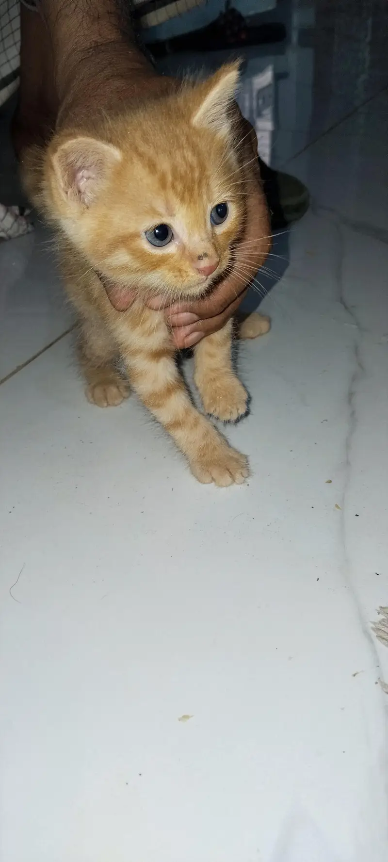 beautiful kitten — photo 4