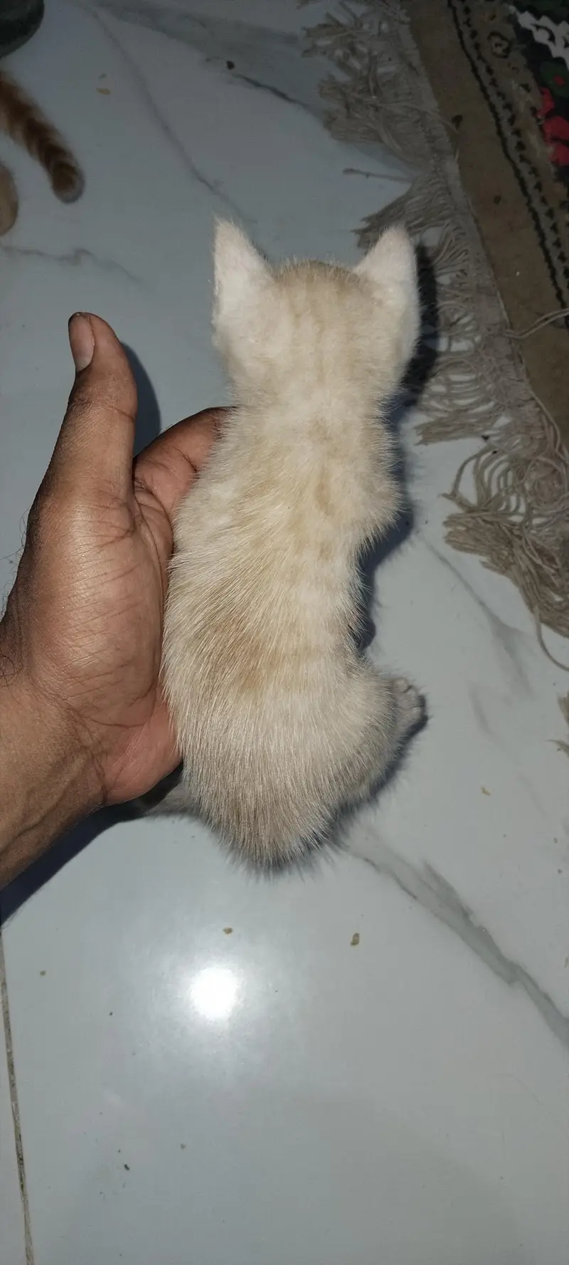 beautiful kitten — photo 5