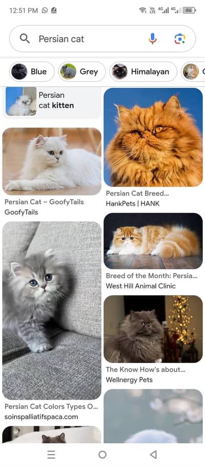 i want cat