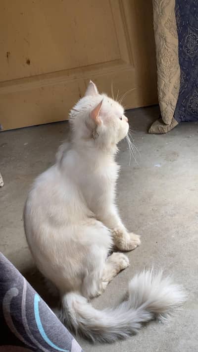 healthy and active cat