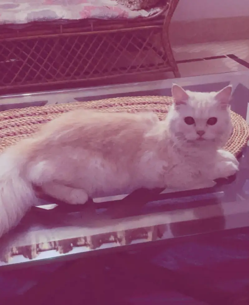 healthy and active cat — photo 2