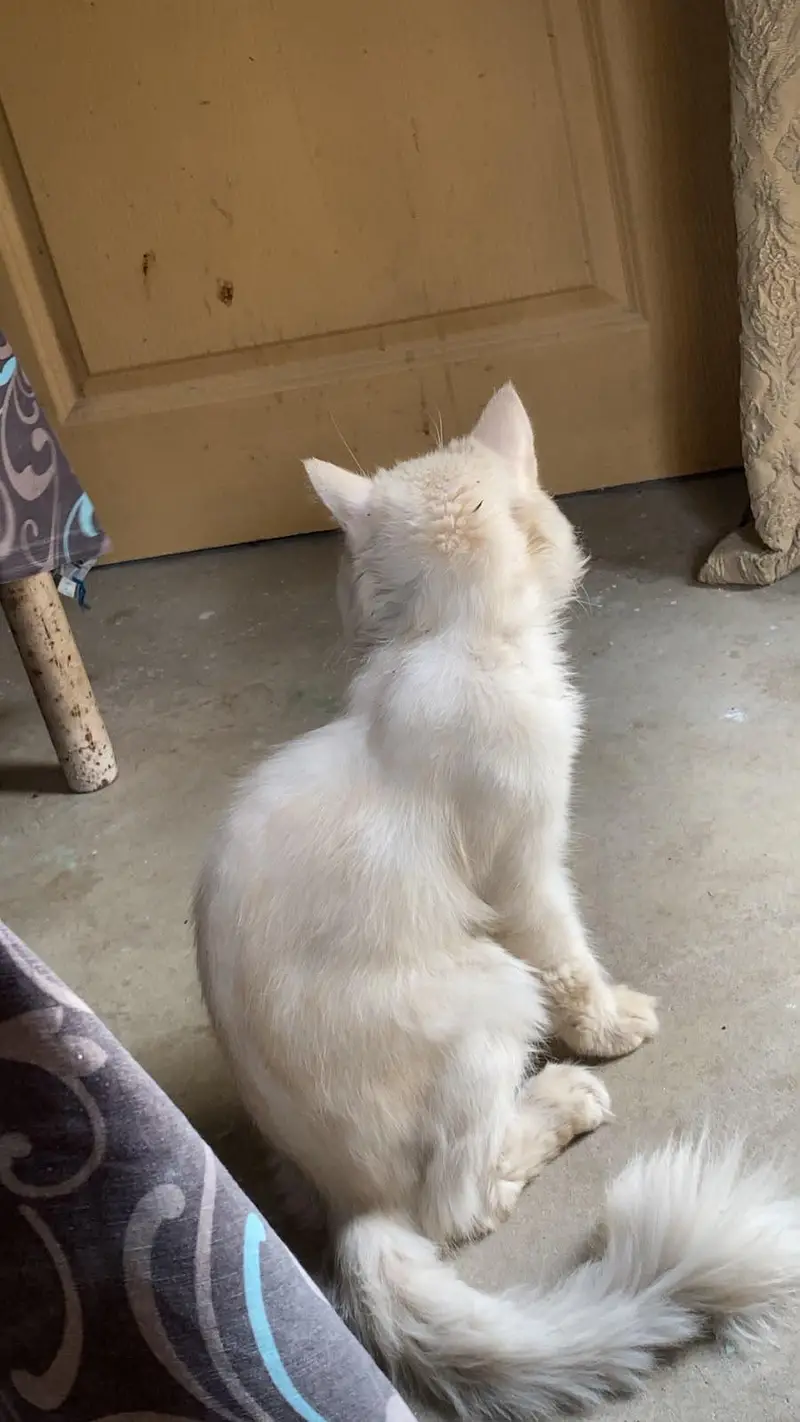 healthy and active cat — photo 3