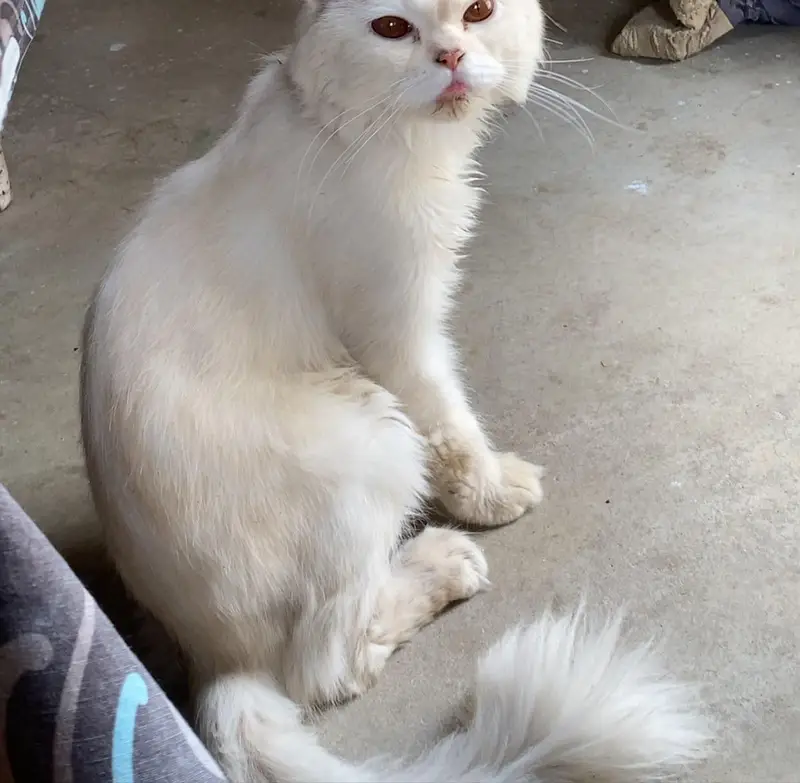 healthy and active cat — photo 4