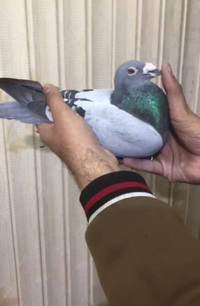 blue Bar male