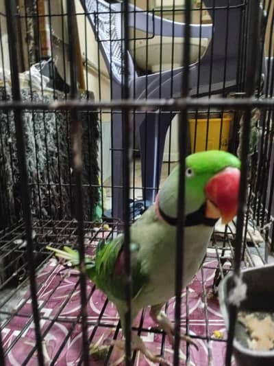Raw Parrot