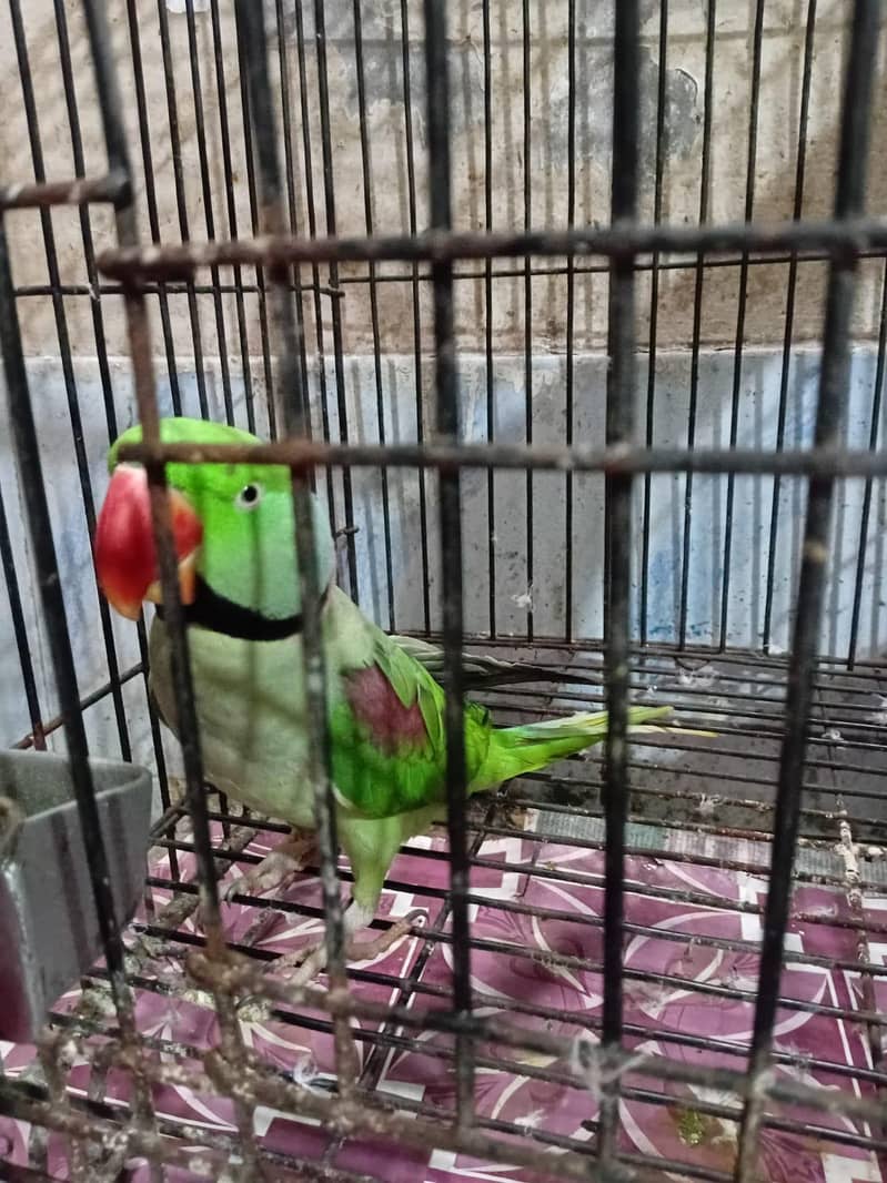 Raw Parrot 1