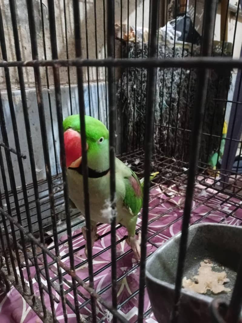 Raw Parrot 2
