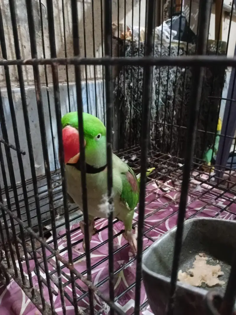 Raw Parrot — photo 3
