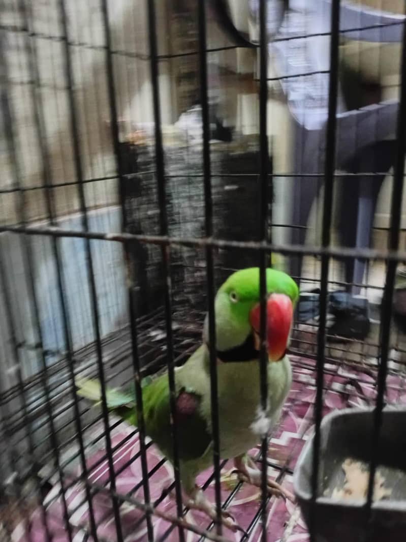 Raw Parrot 3