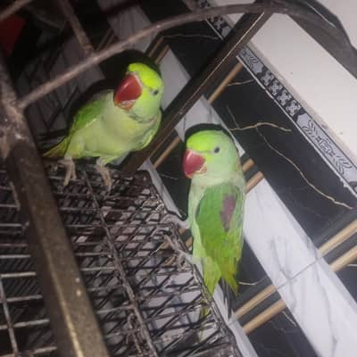 PAIR PARROT KASHMIRI PARROT WITH CAGE PARROT PAIR WTH CAGE 43000 PKR