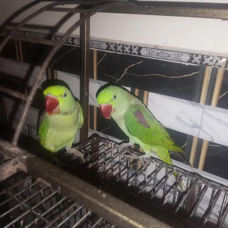 PAIR PARROT KASHMIRI PARROT WITH CAGE PARROT PAIR WTH CAGE 43000 PKR — photo 2