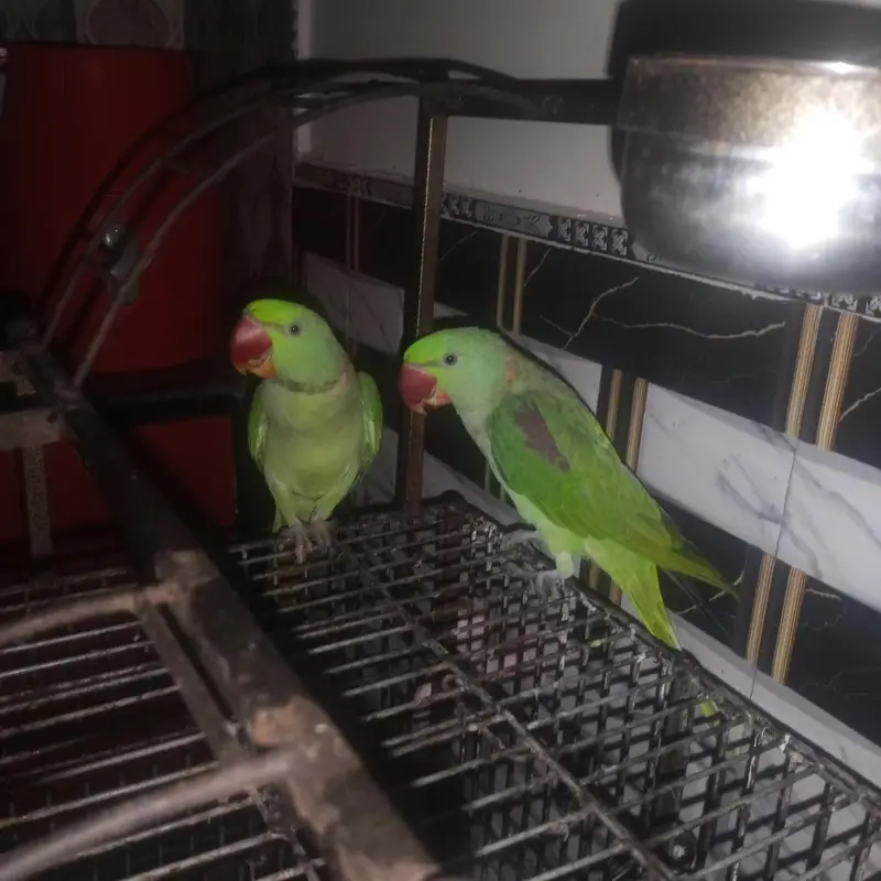 PAIR PARROT KASHMIRI PARROT WITH CAGE PARROT PAIR WTH CAGE 43000 PKR — photo 3