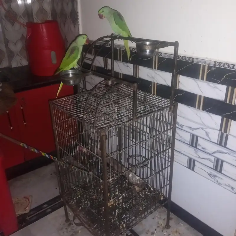 PAIR PARROT KASHMIRI PARROT WITH CAGE PARROT PAIR WTH CAGE 43000 PKR — photo 4