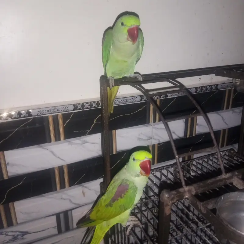 PAIR PARROT KASHMIRI PARROT WITH CAGE PARROT PAIR WTH CAGE 43000 PKR — photo 6
