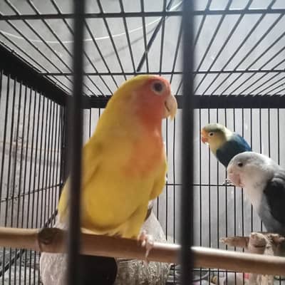 Latino pair and mix colour