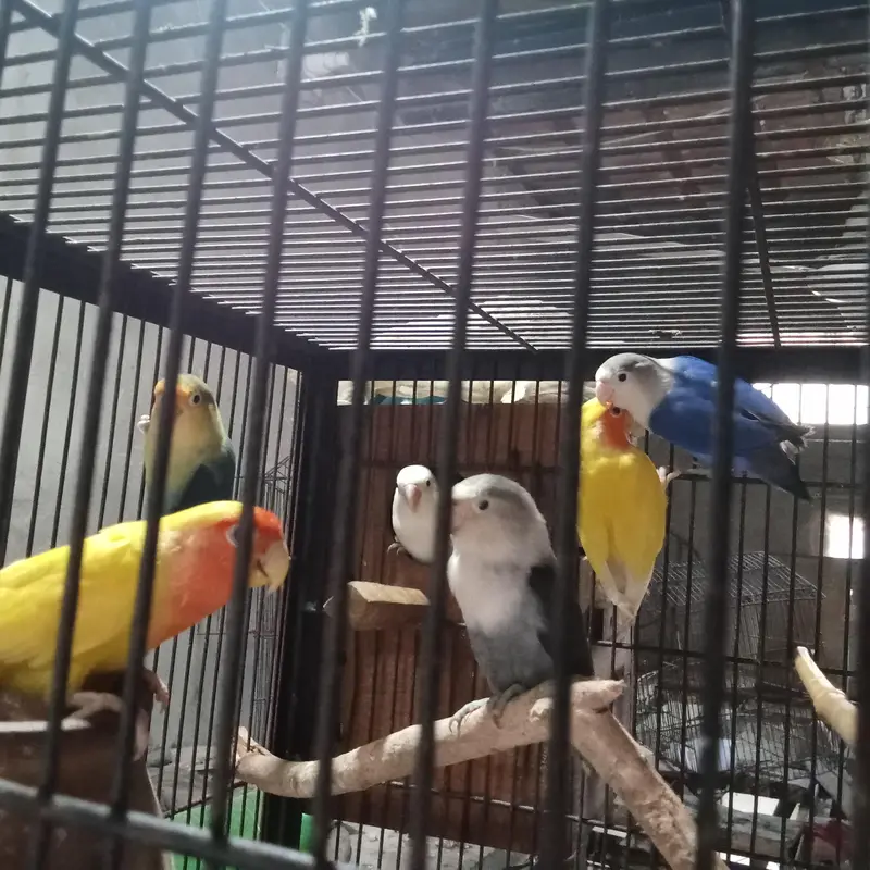 Latino pair and mix colour — photo 2