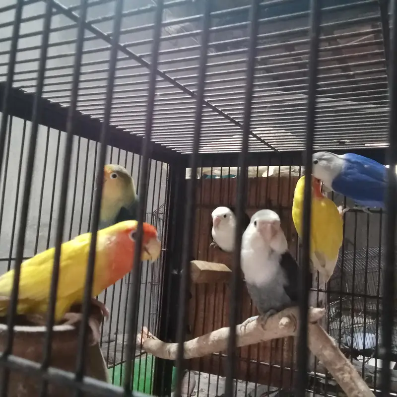 Latino pair and mix colour — photo 3