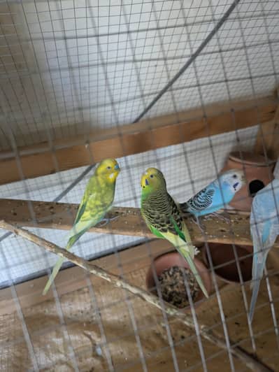 budgie two breeder pair