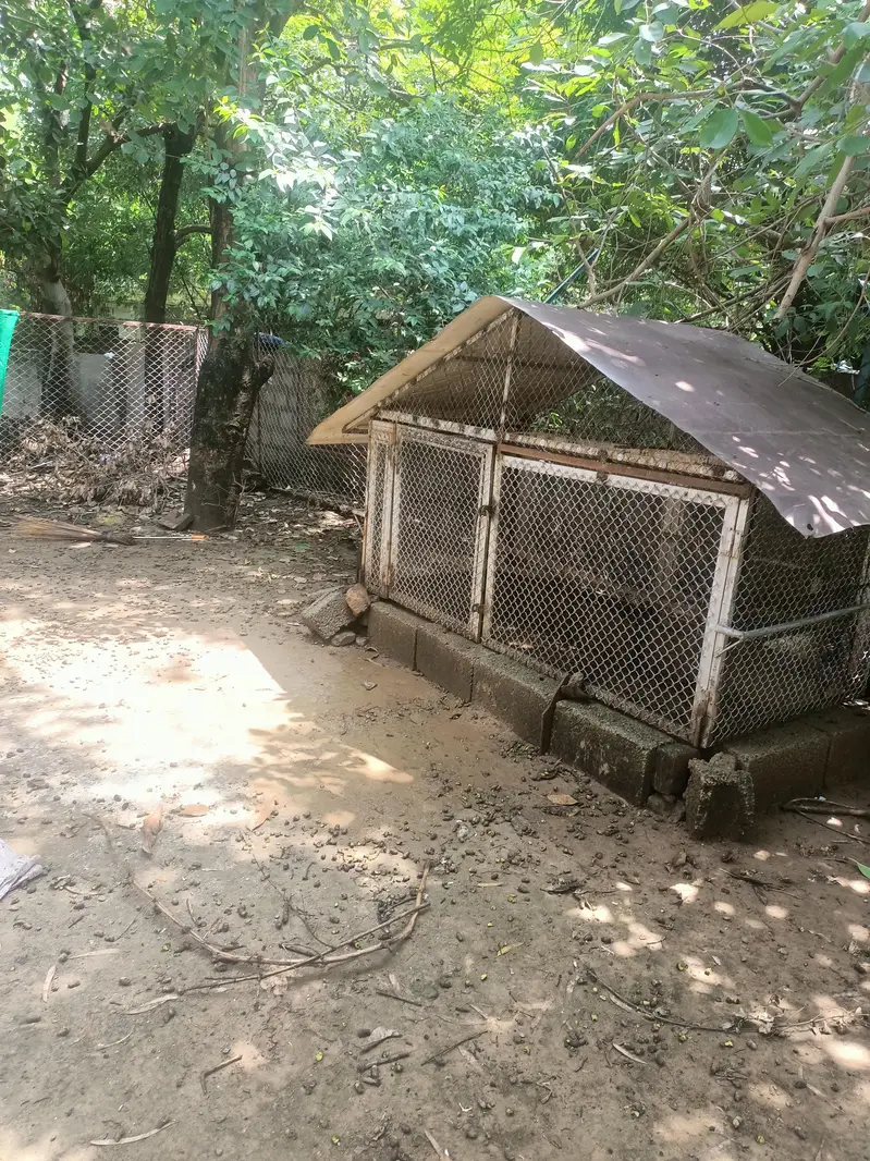 hen cage pinjra — photo 2