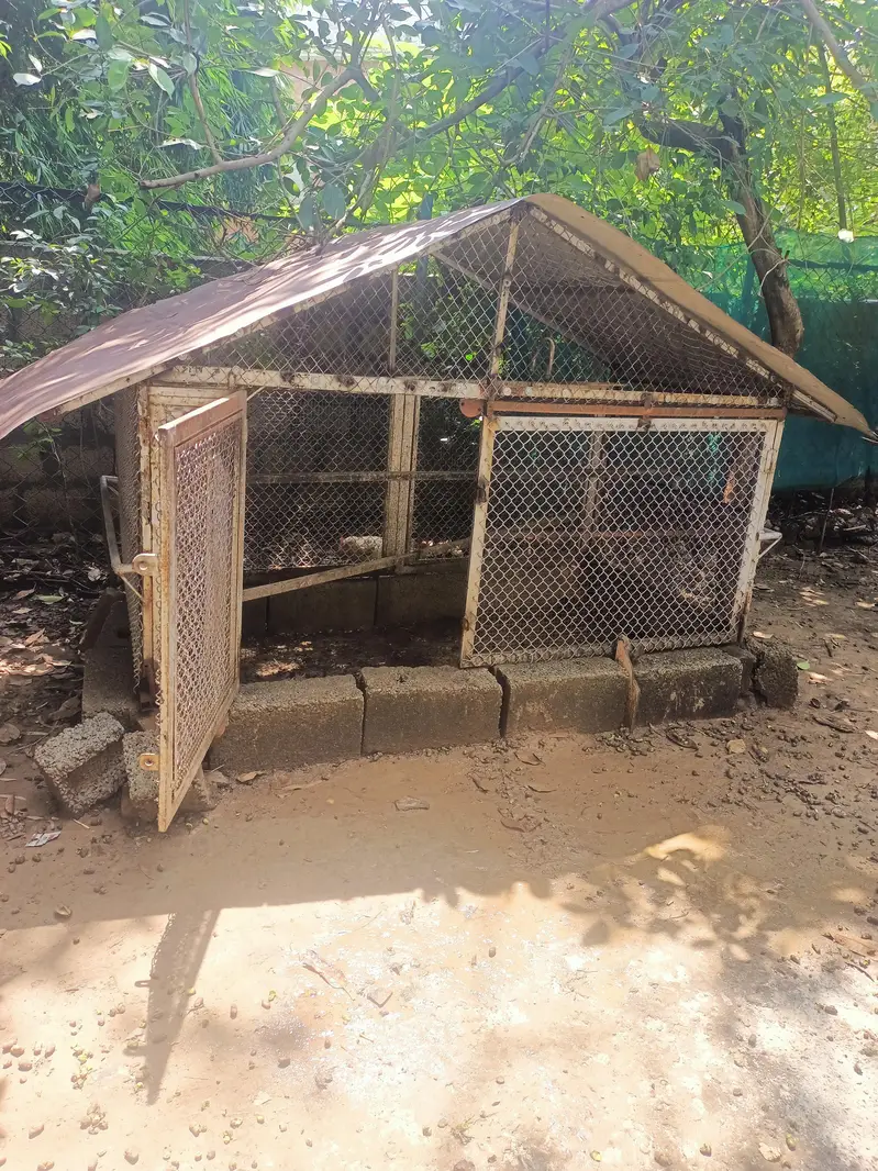 hen cage pinjra — photo 4