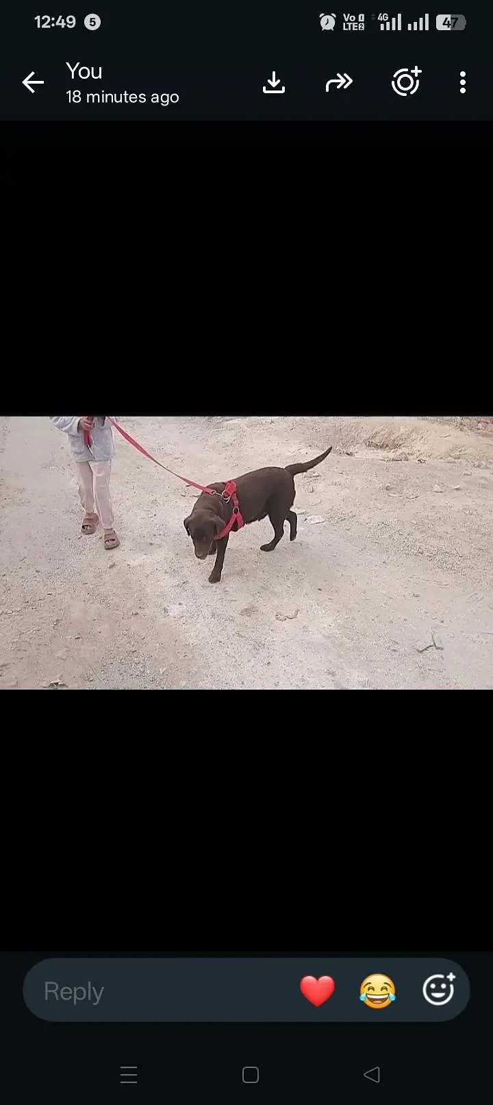 برٹش چاکلیٹ کلر بریڈر فی میل — photo 5