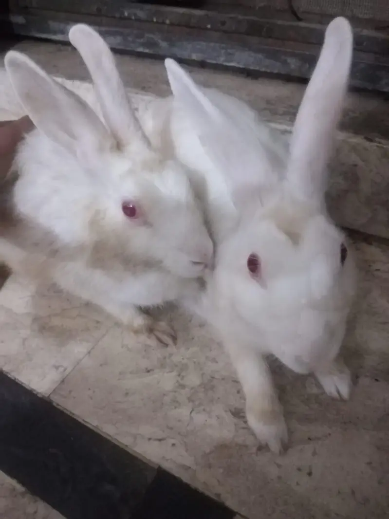 5 Young Rabbit babies for sale — photo 2