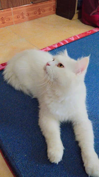 Persian long fluffy tail triple coated cat