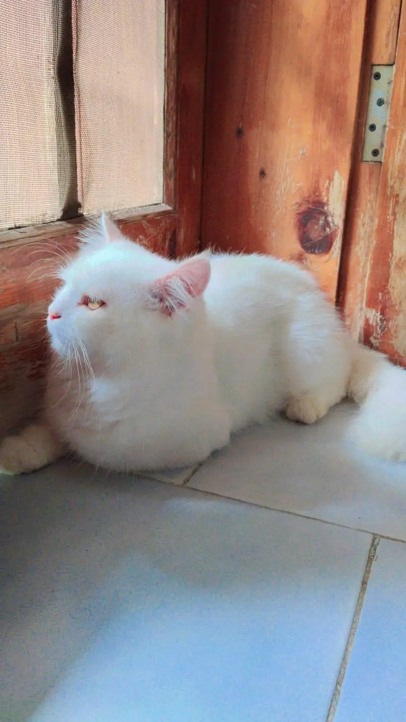 Persian long fluffy tail triple coated cat — photo 2
