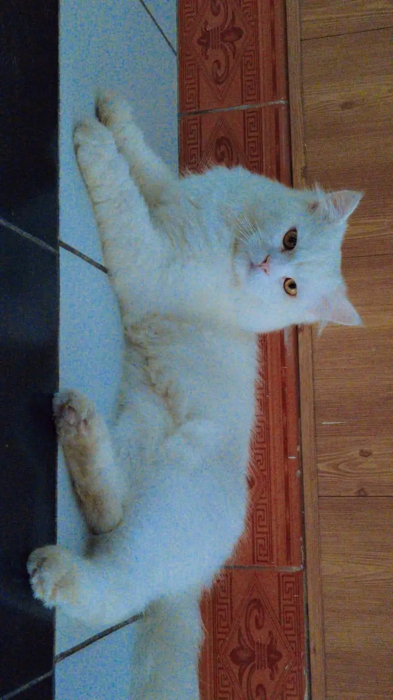 Persian long fluffy tail triple coated cat — photo 3