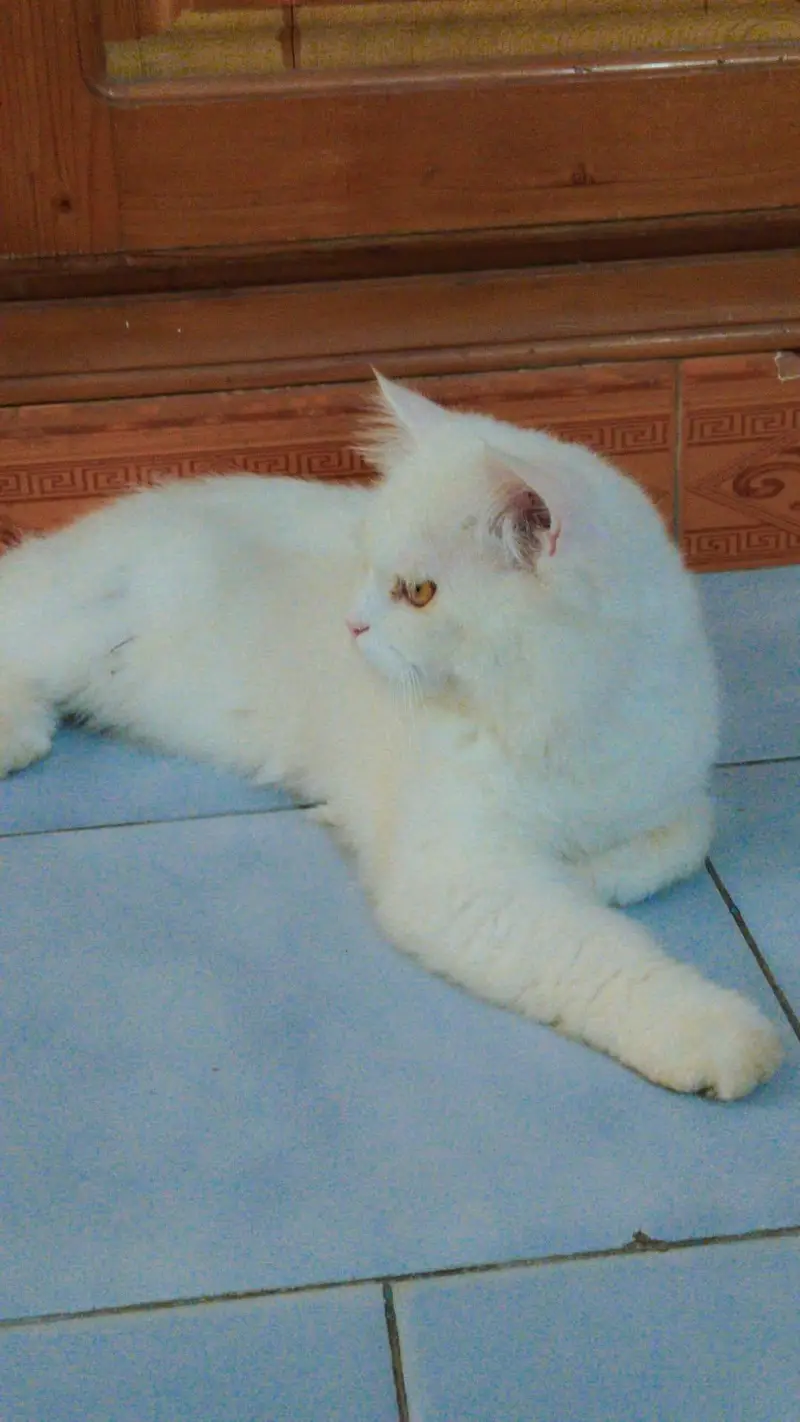 Persian long fluffy tail triple coated cat — photo 4