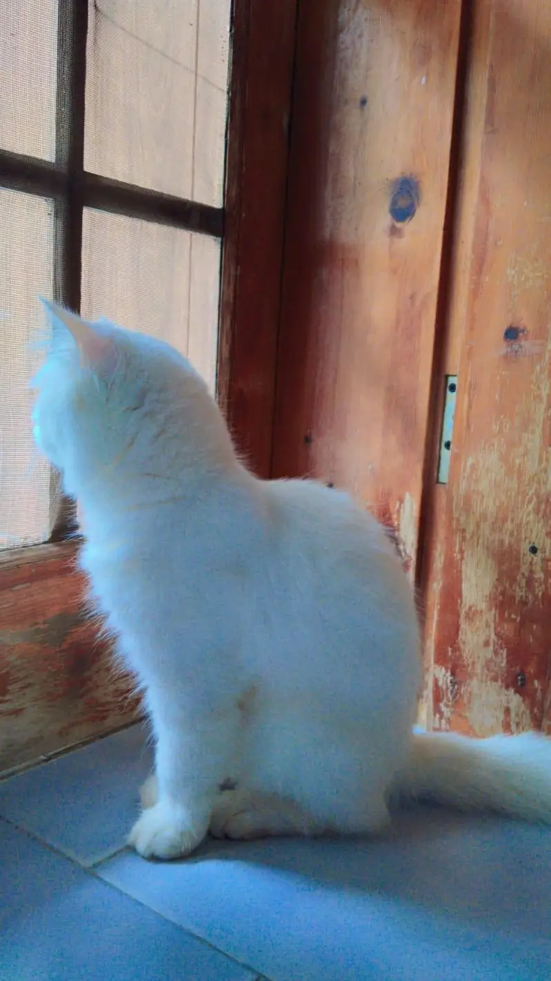 Persian long fluffy tail triple coated cat — photo 5