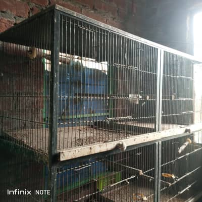 parrots Cages