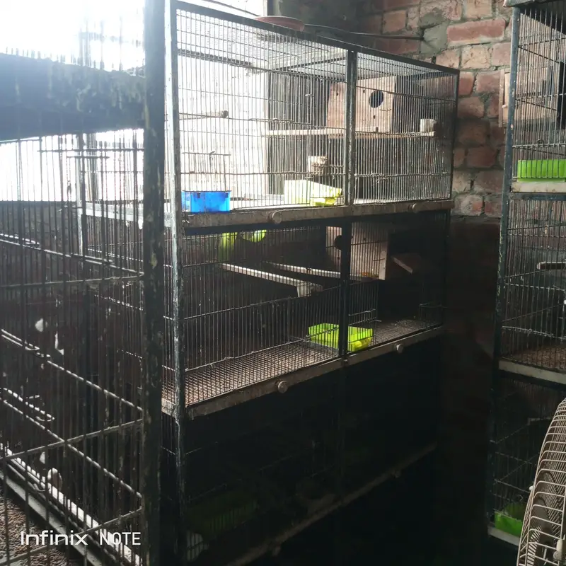 parrots Cages — photo 2