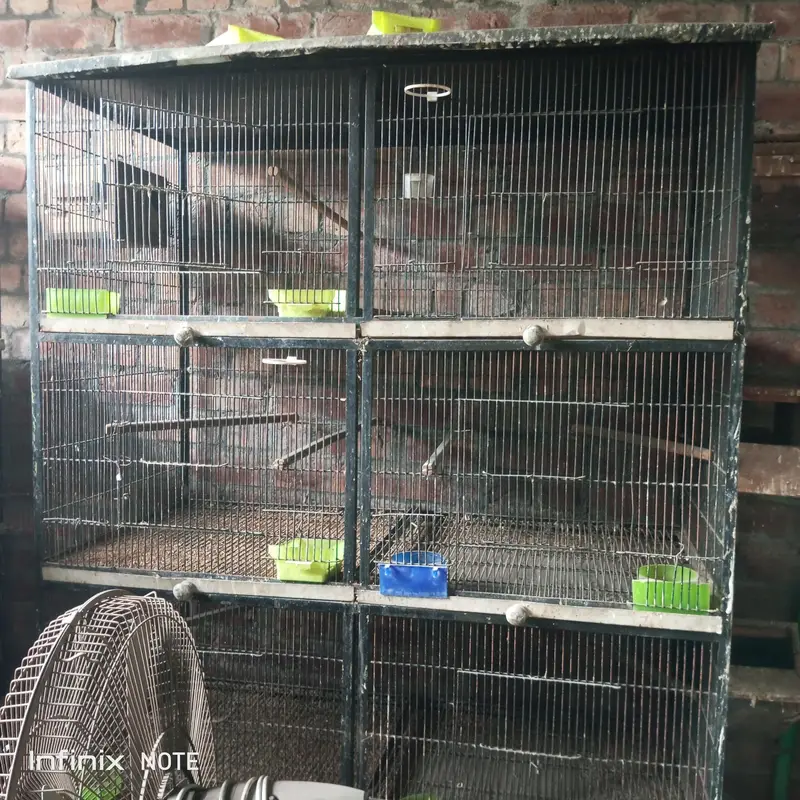 parrots Cages — photo 3