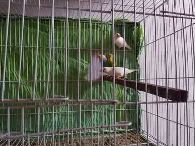 Australian pair and finches pair