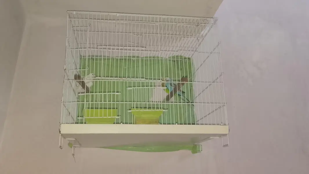 Australian pair and finches pair — photo 2