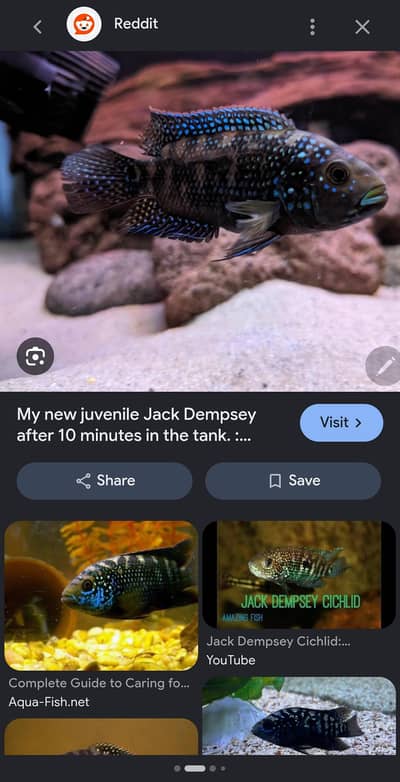 fish black jeckdemsy