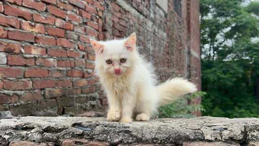 Persian pair Triple coat