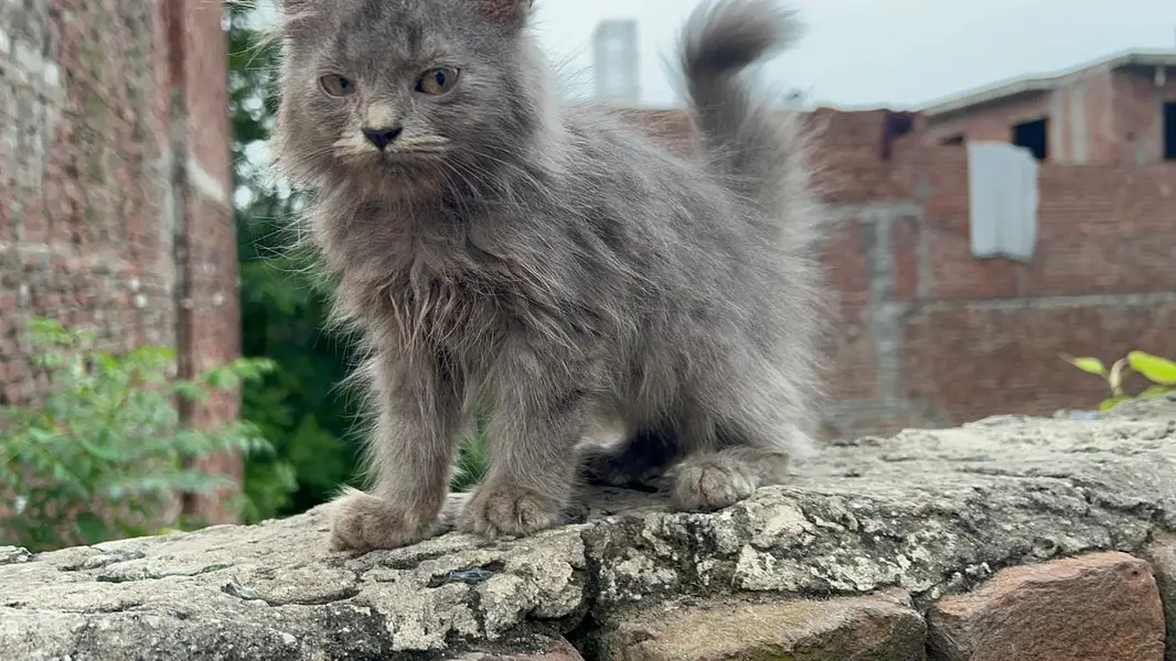 Persian pair Triple coat — photo 2