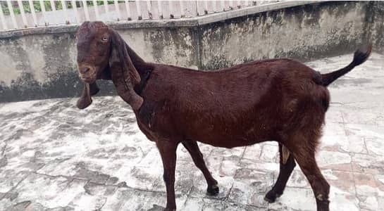 Nagri beetal bakri