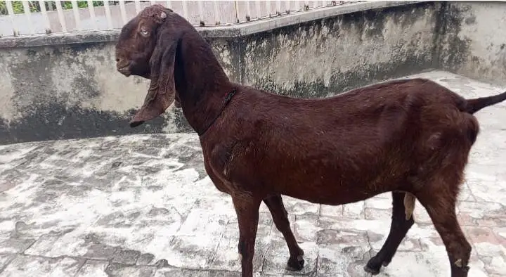 Nagri beetal bakri — photo 2