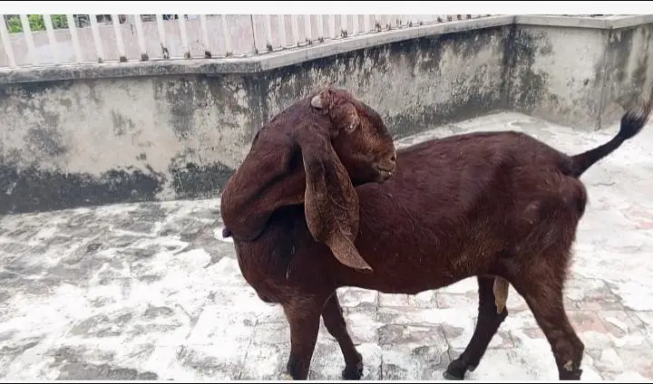 Nagri beetal bakri — photo 3
